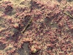 Azolla rubra