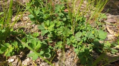 Trifolium dubium