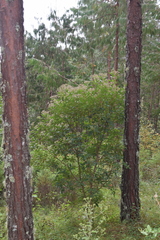 Ageratina ligustrina