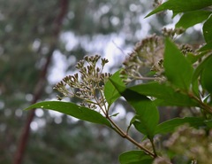 Ageratina ligustrina