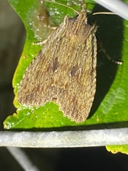 Lithophane petulca