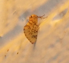 Chrysoecia atrolinea