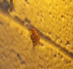 Chrysoecia atrolinea