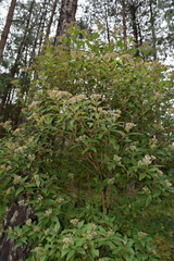 Ageratina ligustrina