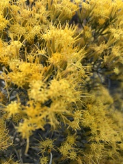 Tetradymia