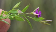 Polygala amatymbica