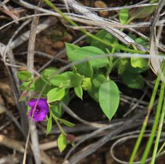 Polygala amatymbica