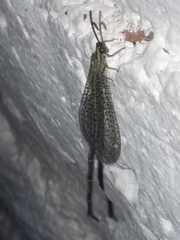 Brachynemurus versutus