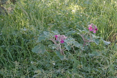 Proboscidea louisianica