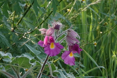 Proboscidea louisianica