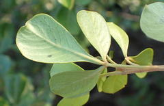 Searsia glauca