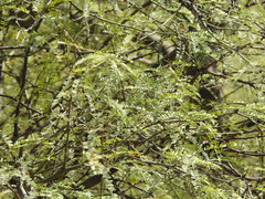 Prosopis odorata