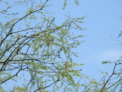 Prosopis odorata