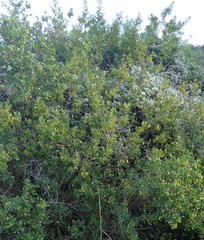 Searsia glauca