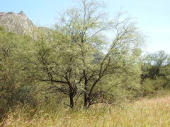 Prosopis odorata