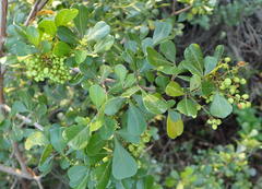 Searsia glauca