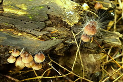 Spinellus
