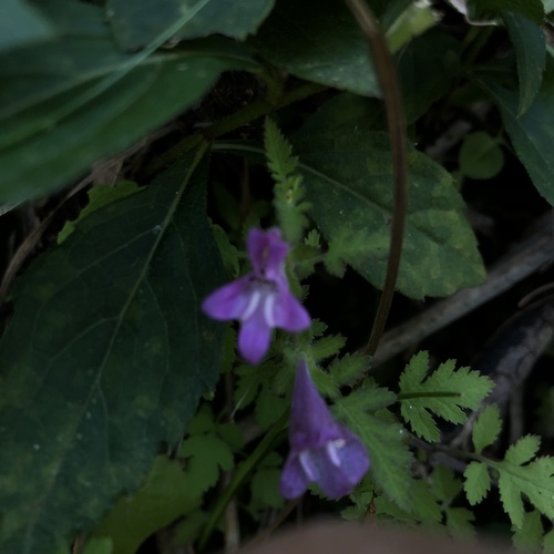 Phtheirospermum japonicum iNat (2)