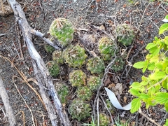 Coryphantha nickelsiae