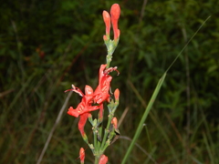Ruellia humboldtiana