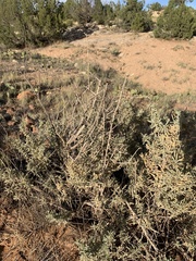 Atriplex canescens