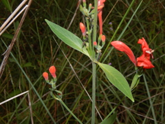 Ruellia humboldtiana
