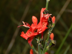 Ruellia humboldtiana