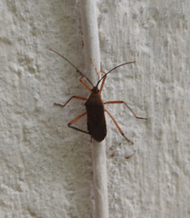 Nyttum beckeri