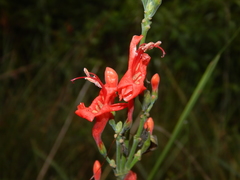 Ruellia humboldtiana