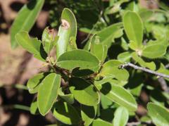 Diospyros scabrida cordata