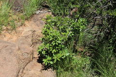 Diospyros scabrida cordata