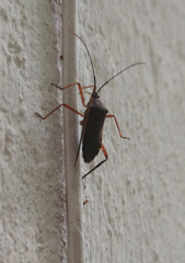 Nyttum beckeri