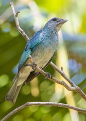 Thraupis glaucocolpa
