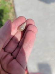 Bulimulus bonariensis