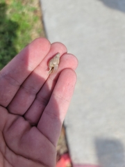 Bulimulus bonariensis