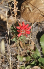 Castilleja martini