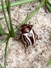 Zygogramma suturalis