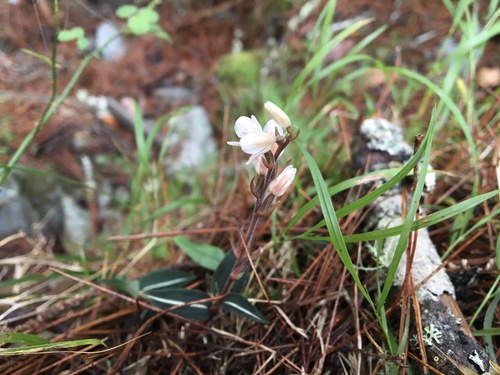 Goodyera velutina iNat (1)