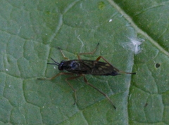 Xylophagidae
