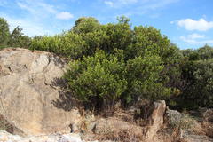 Searsia lucida lucida