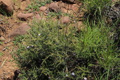 Eriocephalus spinescens