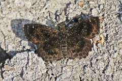 Staphylus hayhurstii