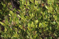 Searsia lucida lucida