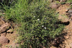 Eriocephalus spinescens