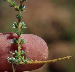 Eriocephalus spinescens