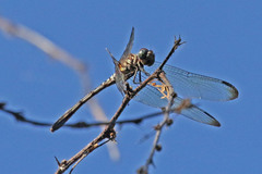 Macrothemis inequiunguis