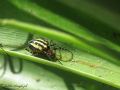 Alpaida quadrilorata