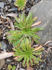 Dontostemon pinnatifidus