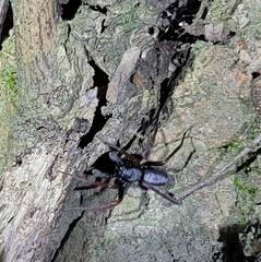 Spinirta