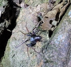 Spinirta